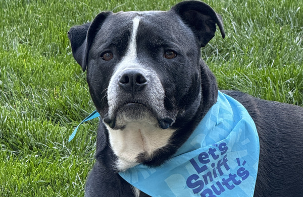 Harvey the dog of JetCo